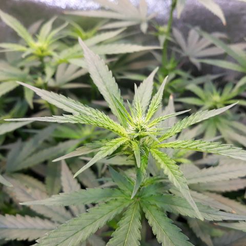 Kush n Cookies cbd 11 growlog timeline photo