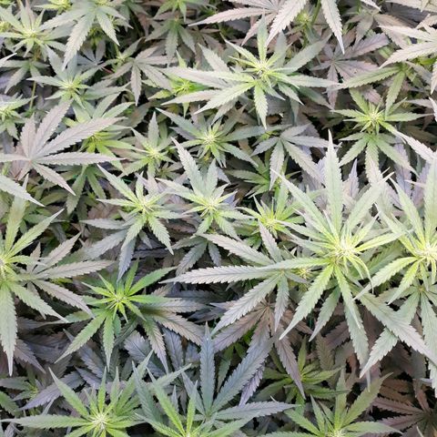 Kush n Cookies cbd 11 growlog timeline photo