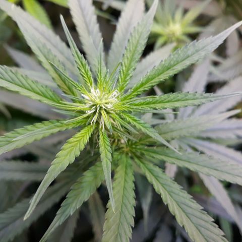 Kush n Cookies cbd 11 growlog timeline photo