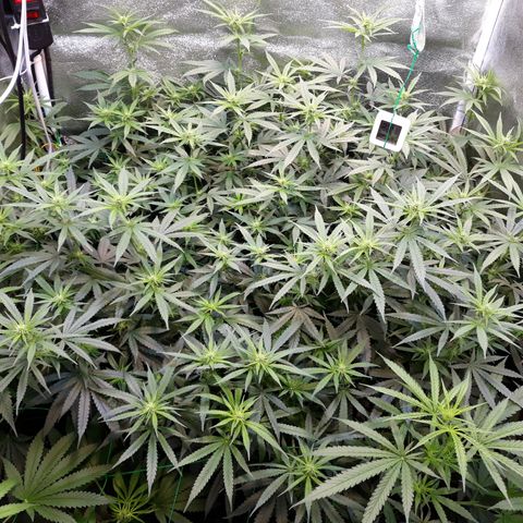 Kush n Cookies cbd 11 growlog timeline photo