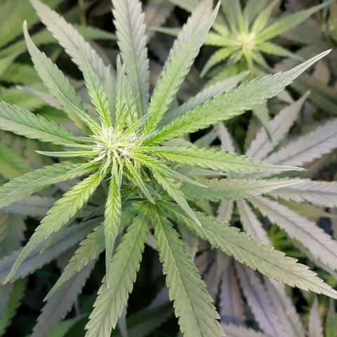 Kush n Cookies cbd 11 growlog timeline photo