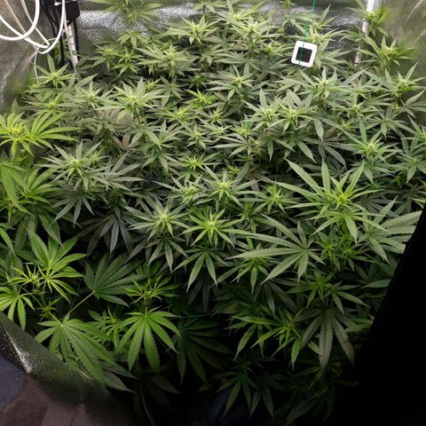 Kush n Cookies cbd 11 growlog timeline photo