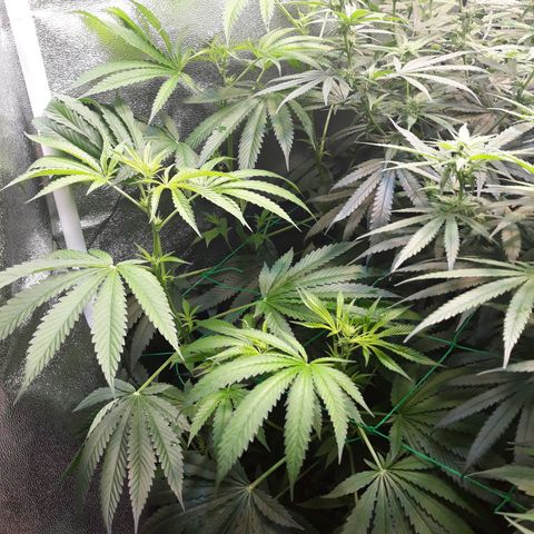 Special Kush #1 growlog timeline photo