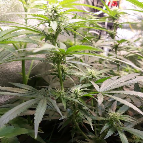 Kush n Cookies cbd 11 growlog timeline photo