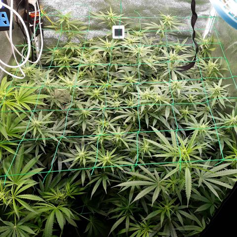 Kush n Cookies cbd 11 growlog timeline photo