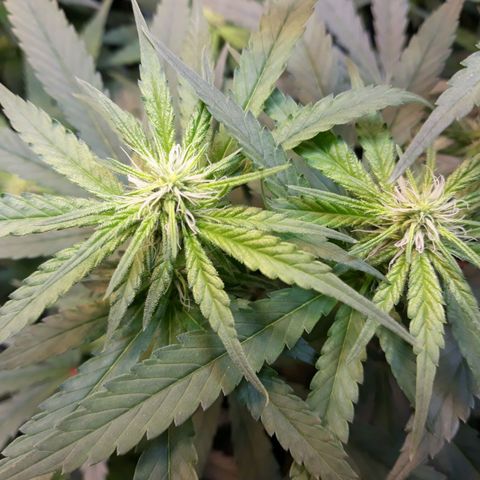Kush n Cookies cbd 11 growlog timeline photo