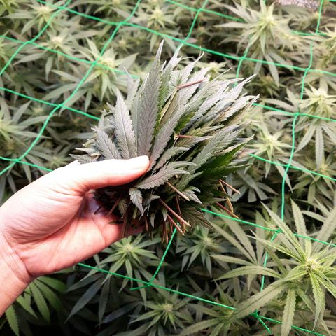 Kush n Cookies cbd 11 growlog timeline photo