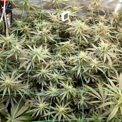 Kush n Cookies cbd 11 growlog timeline photo