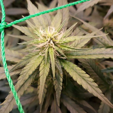 Kush n Cookies cbd 11 growlog timeline photo