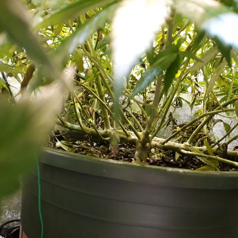 Kush n Cookies cbd 11 growlog timeline photo