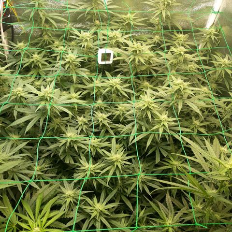 Kush n Cookies cbd 11 growlog timeline photo