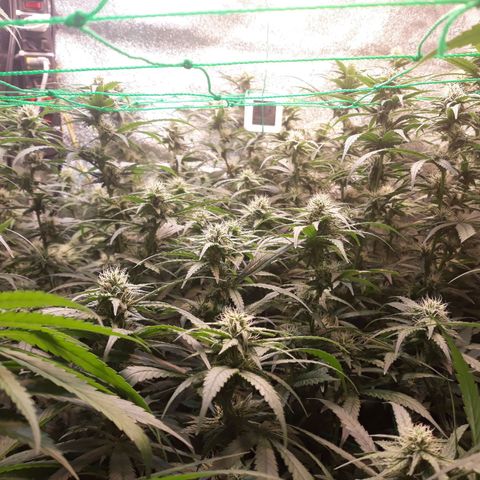 Kush n Cookies cbd 11 growlog timeline photo