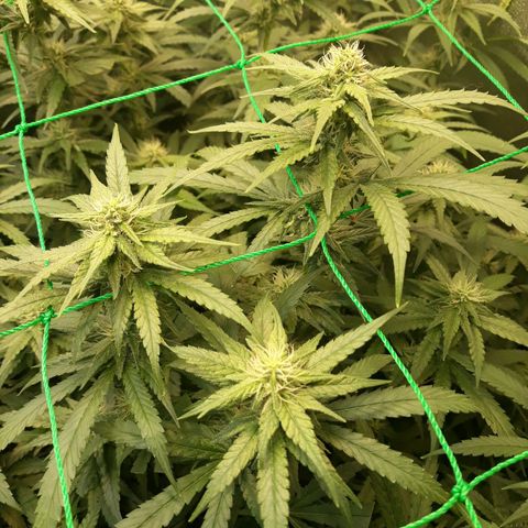 Kush n Cookies cbd 11 growlog timeline photo