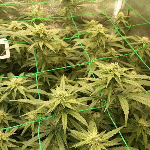 Kush n Cookies cbd 11 growlog timeline photo