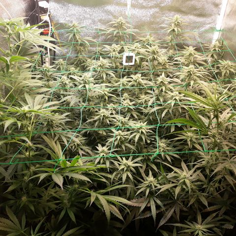 Kush n Cookies cbd 11 growlog timeline photo