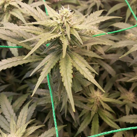Kush n Cookies cbd 11 growlog timeline photo