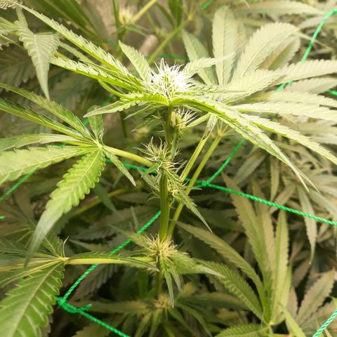 Special Kush #1 growlog timeline photo