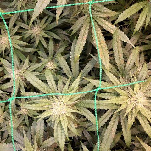 Kush n Cookies cbd 11 growlog photo: Cháy lá. 2ml Silik, 4ml B, 4ml A. 3ml humic, 1/4 root, 4ml rỉ mật, 1/2 MPK