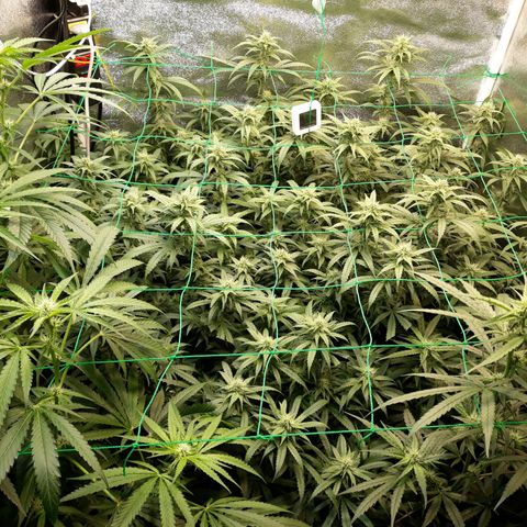 Kush n Cookies cbd 11 growlog photo: Cháy lá. 2ml Silik, 4ml B, 4ml A. 3ml humic, 1/4 root, 4ml rỉ mật, 1/2 MPK
