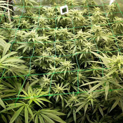 Kush n Cookies cbd 11 growlog photo: Cháy lá. 2ml Silik, 4ml B, 4ml A. 3ml humic, 1/4 root, 4ml rỉ mật, 1/2 MPK