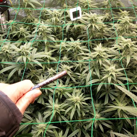 Kush n Cookies cbd 11 growlog photo: Cháy lá. 2ml Silik, 4ml B, 4ml A. 3ml humic, 1/4 root, 4ml rỉ mật, 1/2 MPK