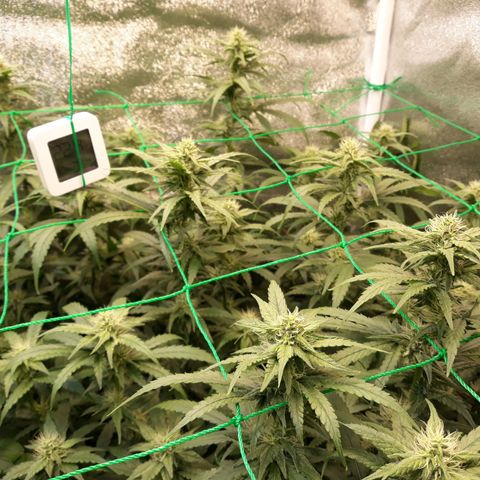 Kush n Cookies cbd 11 growlog photo: Cháy lá. 2ml Silik, 4ml B, 4ml A. 3ml humic, 1/4 root, 4ml rỉ mật, 1/2 MPK