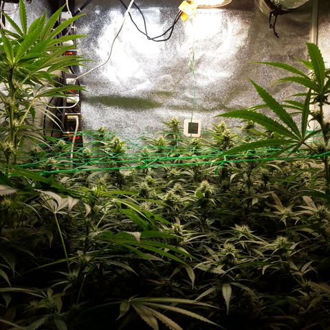 Kush n Cookies cbd 11 growlog timeline photo