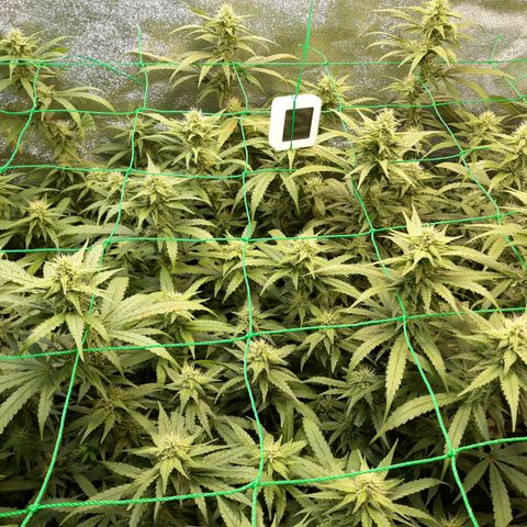 Kush n Cookies cbd 11 growlog timeline photo