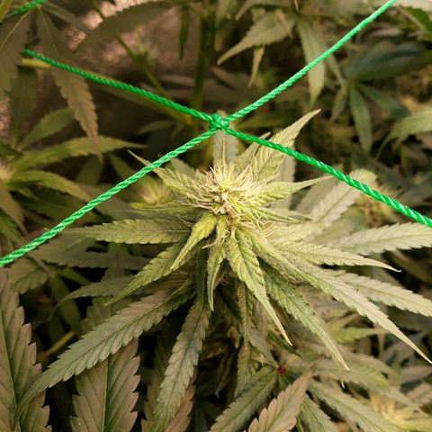 Kush n Cookies cbd 11 growlog timeline photo