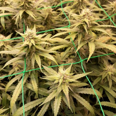 Kush n Cookies cbd 11 growlog timeline photo