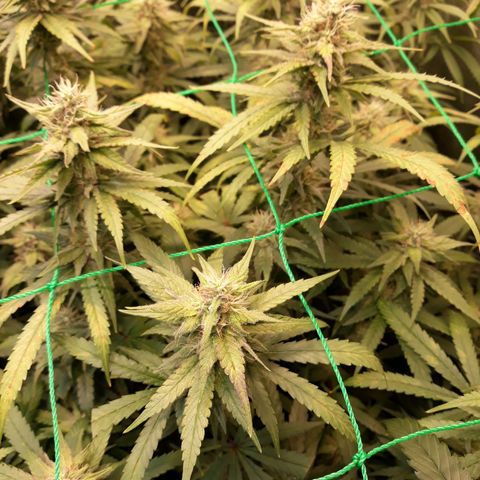 Kush n Cookies cbd 11 growlog timeline photo