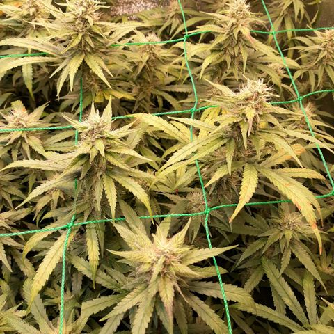 Kush n Cookies cbd 11 growlog timeline photo