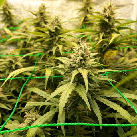 Kush n Cookies cbd 11 growlog timeline photo