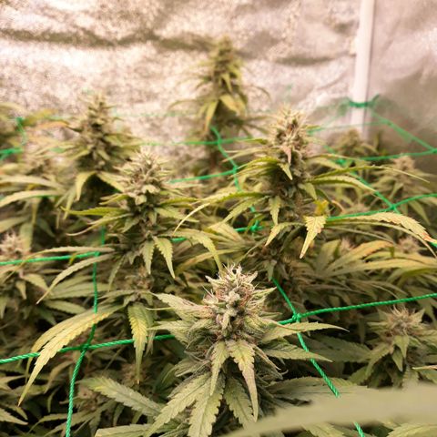 Kush n Cookies cbd 11 growlog timeline photo