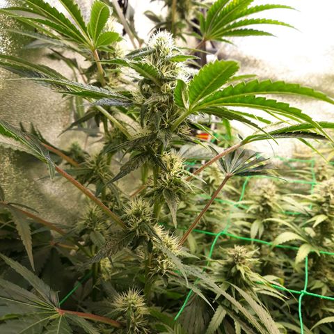 Special Kush #1 growlog timeline photo