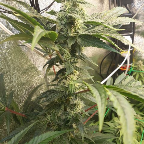 Special Kush #1 growlog timeline photo