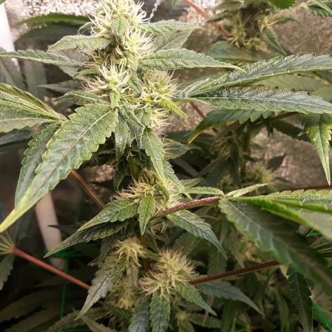 Special Kush #1 growlog timeline photo