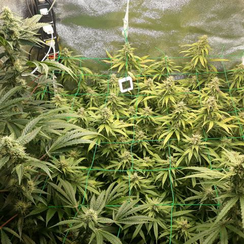 Special Kush #1 growlog timeline photo