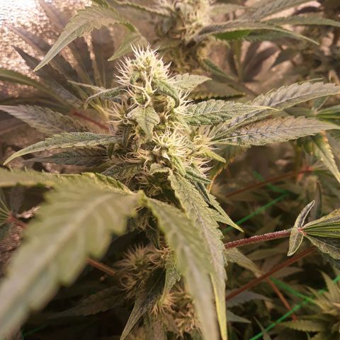 Special Kush #1 growlog timeline photo