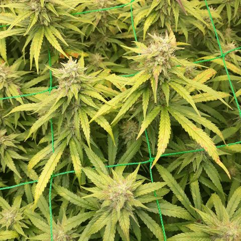 Kush n Cookies cbd 11 growlog timeline photo