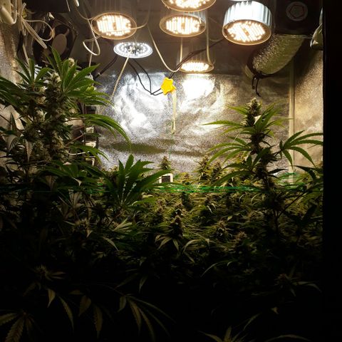 Kush n Cookies cbd 11 growlog timeline photo