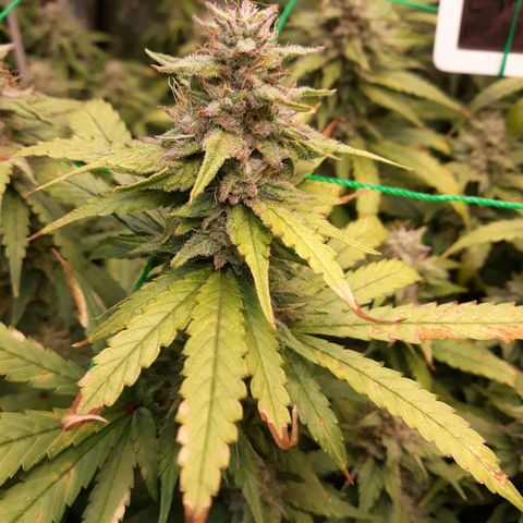 Kush n Cookies cbd 11 growlog timeline photo