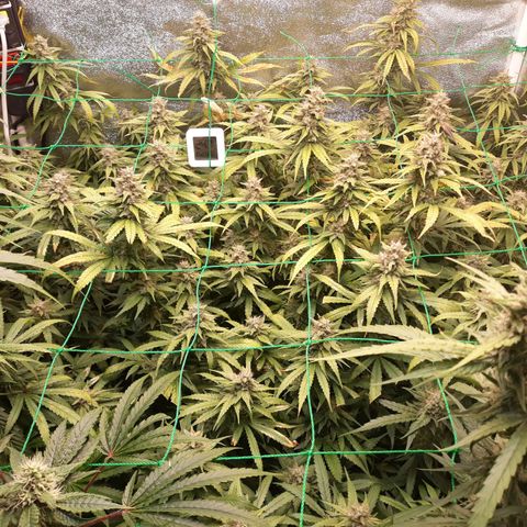 Kush n Cookies cbd 11 growlog timeline photo