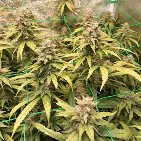 Kush n Cookies cbd 11 growlog timeline photo