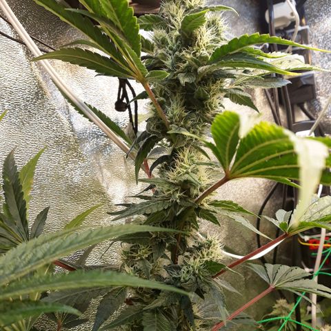 Special Kush #1 growlog timeline photo