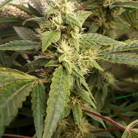 Special Kush #1 growlog timeline photo