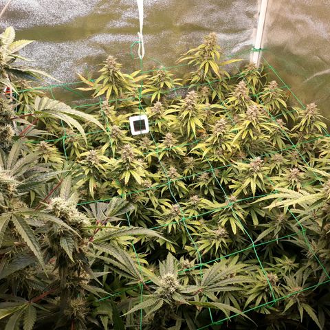 Kush n Cookies cbd 11 growlog photo: Cháy