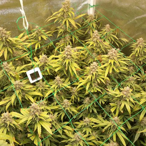 Kush n Cookies cbd 11 growlog photo: Cháy