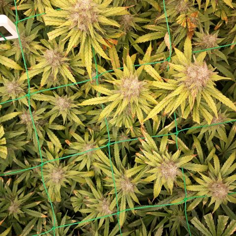 Kush n Cookies cbd 11 growlog photo: Cháy