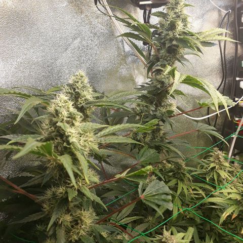 Special Kush #1 growlog timeline photo